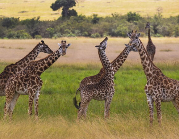 2 days safari to Tarangire and Ngorongoro crater (Private Lodge)