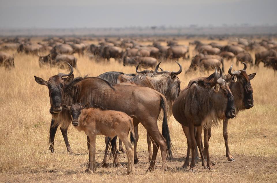 3 Days safari Serengeti & Ngorongoro crater(Private Camping)