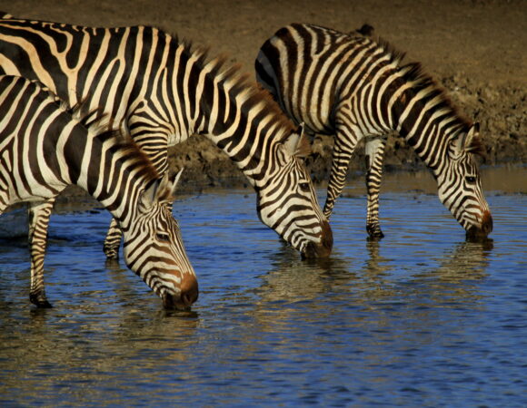 5 Days Serengeti National Park & Ngorongoro Crater(Private Camping safari).