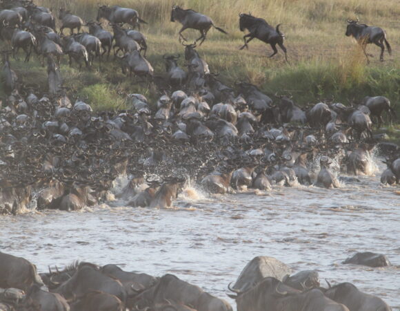 9-Day Migration River Crossing(Private lodge)